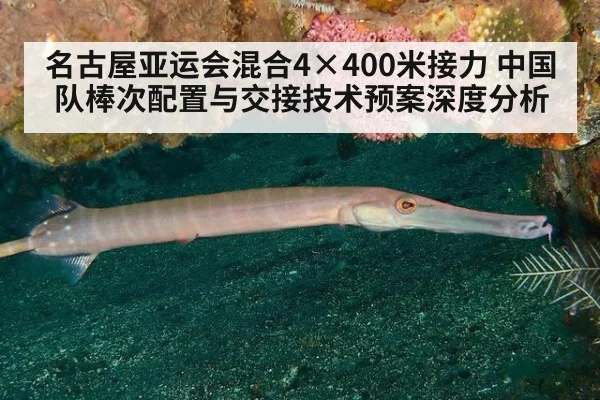 名古屋亚运会混合4×400米接力 中国队棒次配置与交接技术预案深度分析